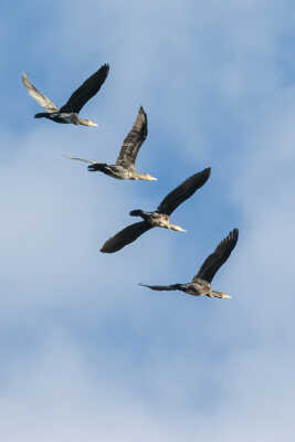 Formation de Cormorans