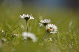 Un peu, beaucoup ....