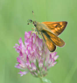 Sylvaine - Petite hespérie orange
