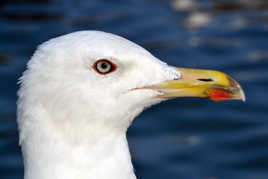 L'oeil de la mouette.