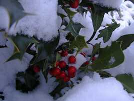 Pour une d houx ce année 2026 à tous