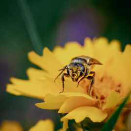 Tout Jaune