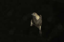 LE CAPUCIN BEC-DE-PLOMB