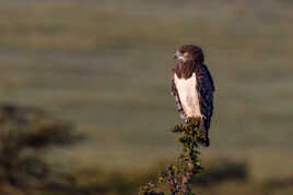 Poste d'observation