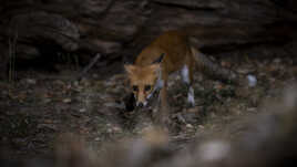 Curieux renard