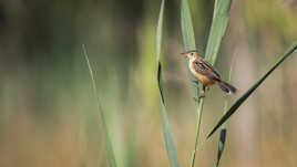 Cisticole des joncs