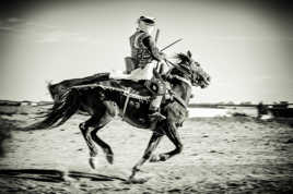 Cheval au galop