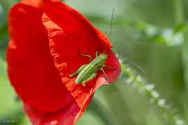 en rouge et vert