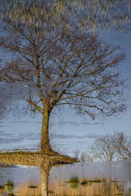 l'arbre