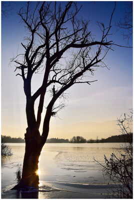 Le vieil arbre