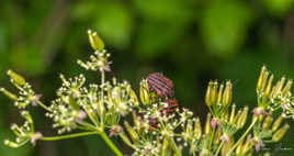 Danger du deconfinement