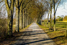 Une allée accueillante