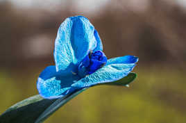 "Papillon" orchidée bleue
