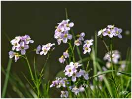 Journée Printanière