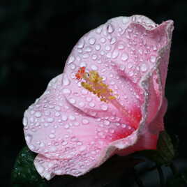 Fleur d'hibiscus brumisée