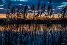 Derrière les roseaux