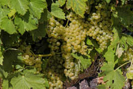 Le Cognac va coulé à flot 2