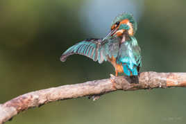 Martine se lisse les plumes