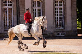 Presentation de chevaux 2