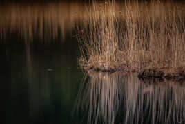 Reflet de roseaux