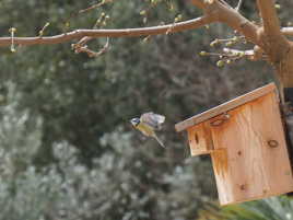 Mésange Charbonnière