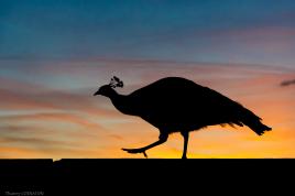 Chut! je ne fais que passer...