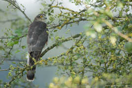 Epervier d'europe - Accipiter nisus - Eurasian Sparrowhawk