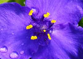 Fleur et larmes