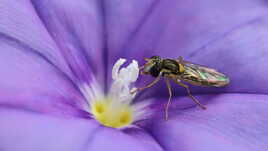 Syrphe sur fleur violette