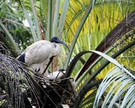 Le nid de l'Ibis