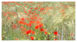 Coquelicots ventés.