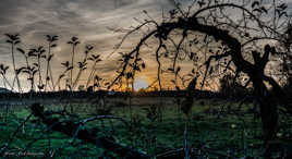 Les monstres de la forêt sortent au coucher du soleil ...