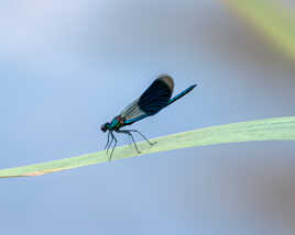 belle demoiselle