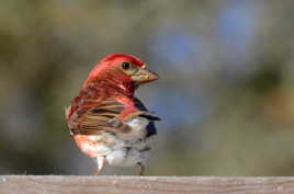 C'est moi que tu cherches?