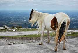 Je suis le Maître du monde...