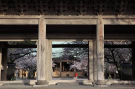 Les cerisiers , d'un autre point de vue