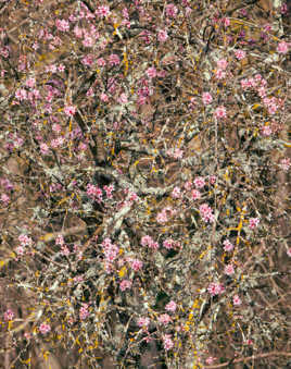 Textures Végétales (7)