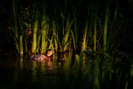 Chauffer ses plumes au dernier rayon de soleil