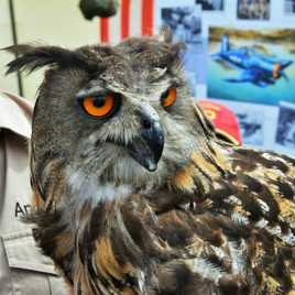 Je veille sur le terrain