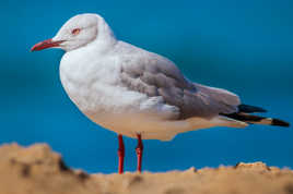 La Mouette à tête grise