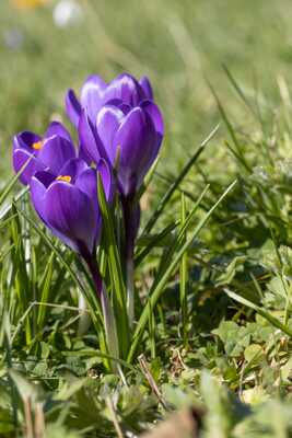 Crocus toujours