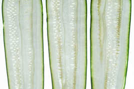 vies de courgettes