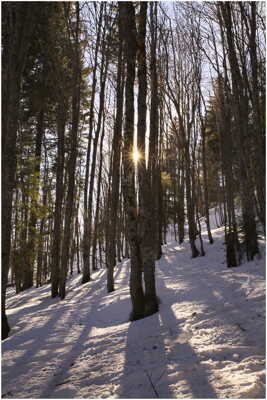 dans les bois