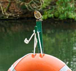 Baignade surveillée
