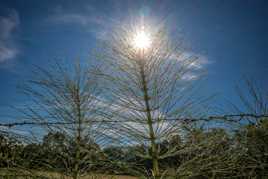 Fibre optique végétales