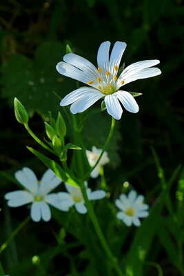 Sur le Bord d'un Fossé