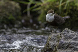 Cincle plongeur - Cinclus cinclus