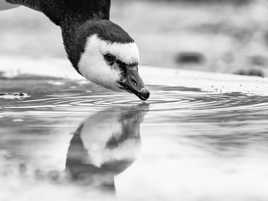 oie bernache nonnette portrait