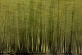 perdue dans le vert...