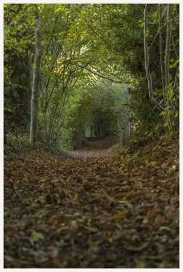 Promenons dans les bois....